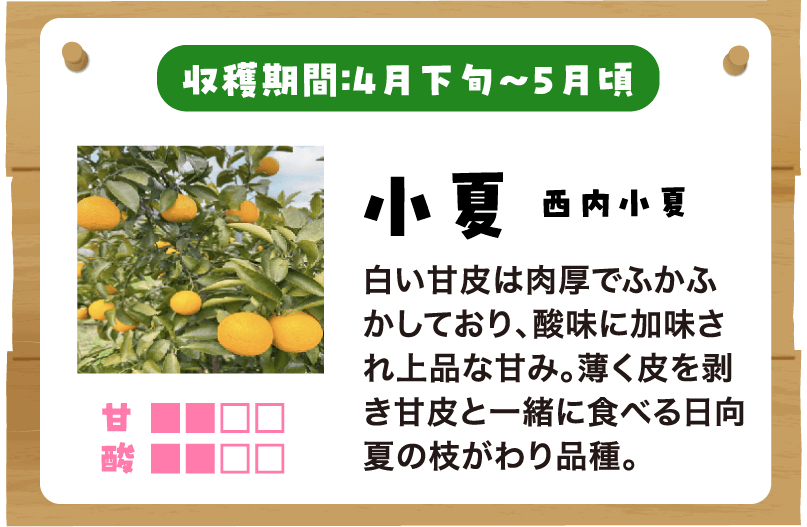 小夏の説明