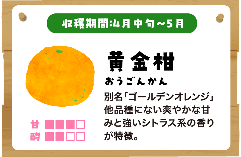 黄金柑の説明