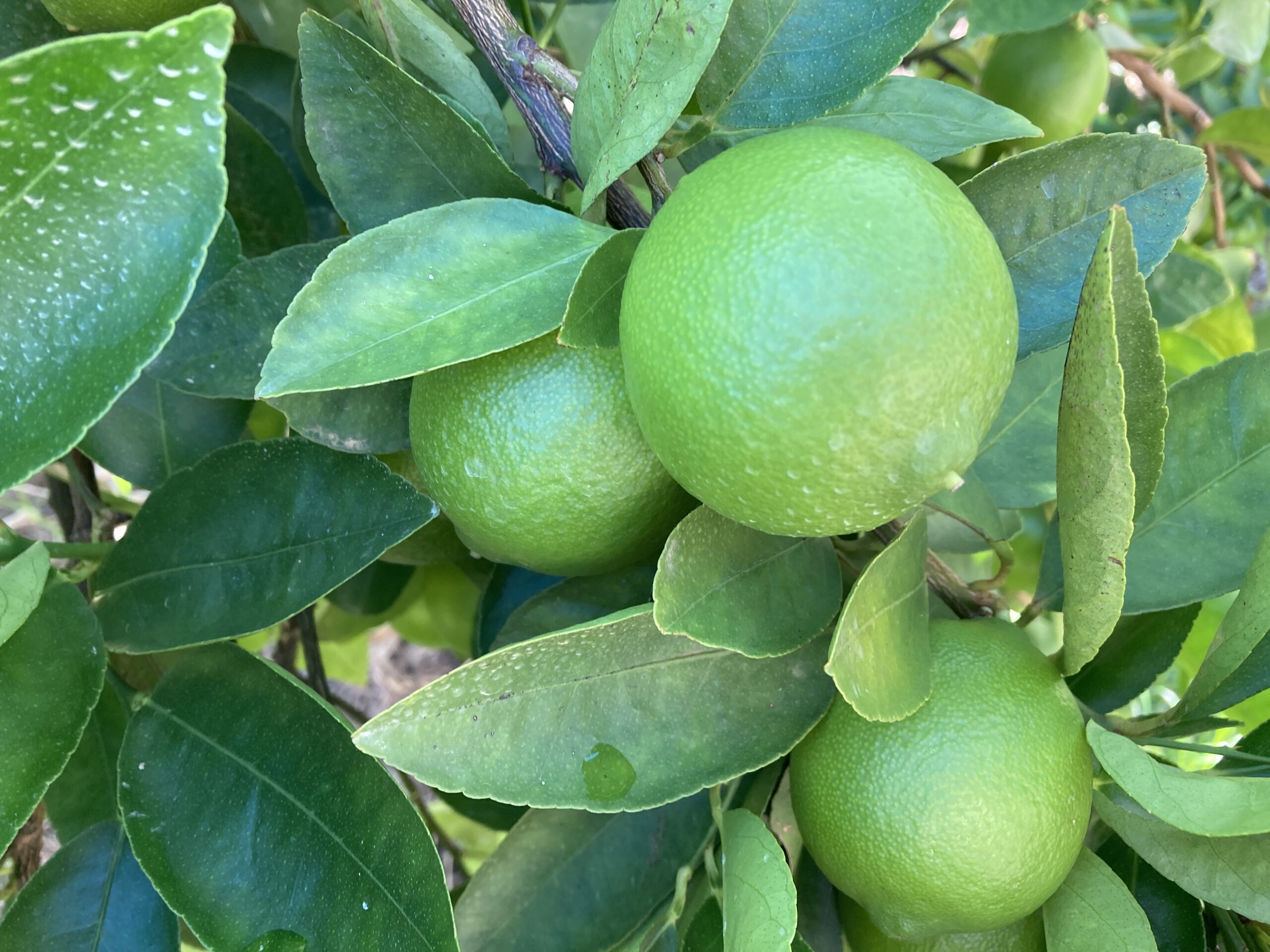 ライム　２ｋｇの写真